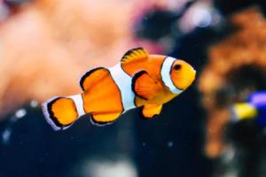 篮球联赛肇庆绝杀视频完整版解析，精彩瞬间回顾与深度分析篮球联赛肇庆绝杀视频完整版